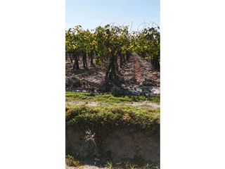 Foto 12 de VENTA DE FINCA 63 HAS - CHILVICOY, SAN MARTIN , MENDOZA