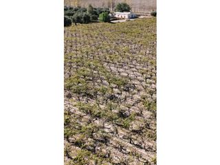 Foto 9 de VENTA DE FINCA 63 HAS - CHILVICOY, SAN MARTIN , MENDOZA