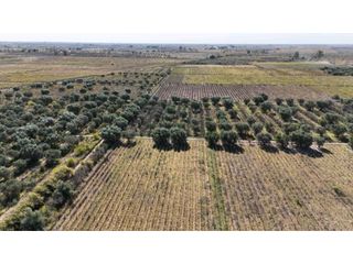 Foto 4 de VENTA DE FINCA 63 HAS - CHILVICOY, SAN MARTIN , MENDOZA