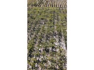 Foto 10 de VENTA DE FINCA 63 HAS - CHILVICOY, SAN MARTIN , MENDOZA