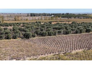 Foto 6 de VENTA DE FINCA 63 HAS - CHILVICOY, SAN MARTIN , MENDOZA