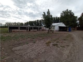 Foto 27 de Interesante Finca En Venta con hermosa casa-San Rafael Mendoza - Colonia Elena