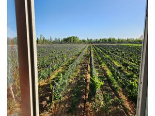 Foto 1 de Finca Productiva Colonia Elena San Rafael Mendoza