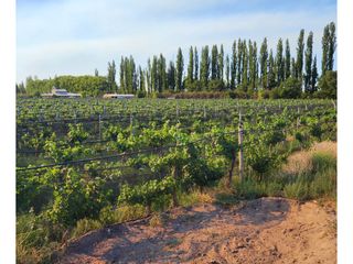 Foto 5 de Finca Productiva Colonia Elena San Rafael Mendoza