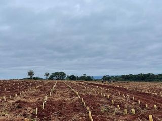 Foto 6 de LP - OPORTUNIDAD CHACRA YERBATERA, Misiones