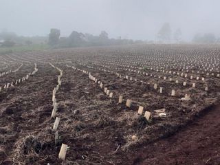 Foto 10 de LP - OPORTUNIDAD CHACRA YERBATERA, Misiones