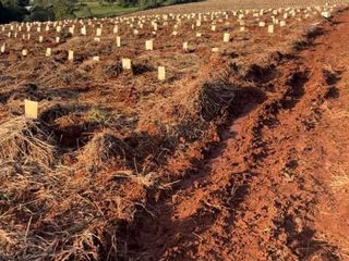 Foto 4 de LP - OPORTUNIDAD CHACRA YERBATERA, Misiones
