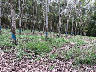 Foto 1 de EN VENTA PROPIEDAD DE 83 HECTAREAS PRODUCTORA DE CAUCHO