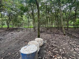 Foto 2 de EN VENTA PROPIEDAD DE 83 HECTAREAS PRODUCTORA DE CAUCHO