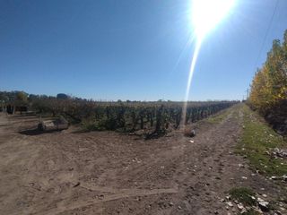 Foto 3 de Venta de Finca en La Dormida, Santa Rosa, Mendoza