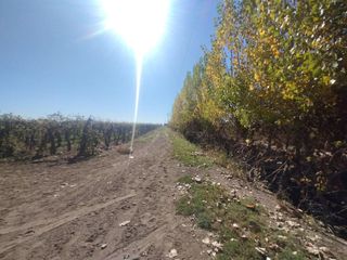 Foto 2 de Venta de Finca en La Dormida, Santa Rosa, Mendoza