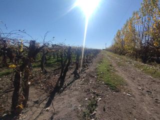 Foto 4 de Venta de Finca en La Dormida, Santa Rosa, Mendoza