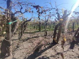 Foto 5 de Venta de Finca en La Dormida, Santa Rosa, Mendoza