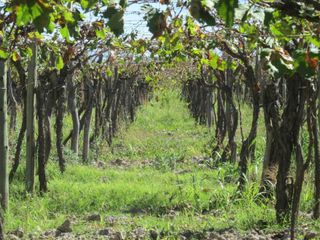 Foto 4 de VENTA FINCA EN PRODUCCION RIVADAVIA MENDOZA