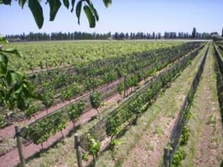 Foto 7 de VENTA FINCA EN PRODUCCION RIVADAVIA MENDOZA