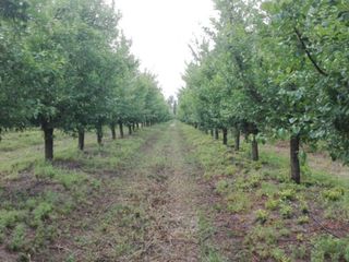 Foto 5 de VENTA FINCA EN PRODUCCION RIVADAVIA MENDOZA