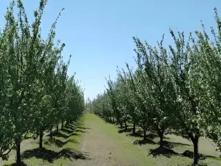 Foto 3 de EN VENTA EXCELENTE FINCA 25 HECTAREAS EN GENERAL ALVEAR , MENDOZA
