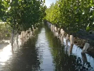 Foto 6 de EN VENTA EXCELENTE FINCA 25 HECTAREAS EN GENERAL ALVEAR , MENDOZA