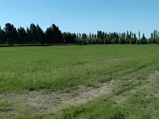 Foto 4 de EN VENTA EXCELENTE FINCA 25 HECTAREAS EN GENERAL ALVEAR , MENDOZA
