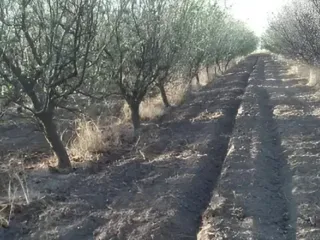 Foto 8 de EN VENTA EXCELENTE FINCA 25 HECTAREAS EN GENERAL ALVEAR , MENDOZA