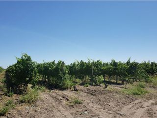 Foto 21 de MAGNIFICA FINCA EN VENTA EN ALTAMIRA VALLE DE UCO