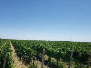 Foto 10 de MAGNIFICA FINCA EN VENTA EN ALTAMIRA VALLE DE UCO
