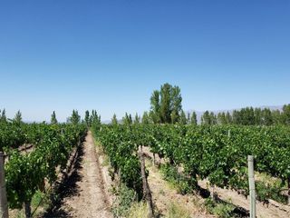 Foto 33 de MAGNIFICA FINCA EN VENTA EN ALTAMIRA VALLE DE UCO