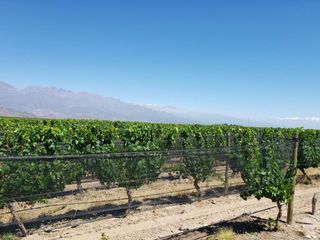 Foto 6 de MAGNIFICA FINCA EN VENTA EN ALTAMIRA VALLE DE UCO