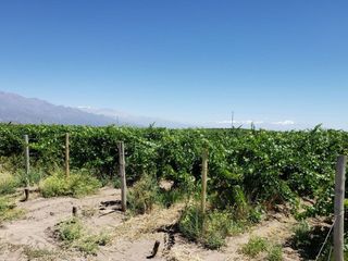 Foto 22 de MAGNIFICA FINCA EN VENTA EN ALTAMIRA VALLE DE UCO