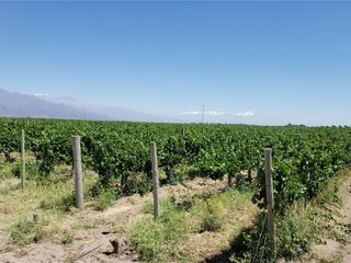Foto 32 de MAGNIFICA FINCA EN VENTA EN ALTAMIRA VALLE DE UCO