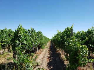 Foto 11 de MAGNIFICA FINCA EN VENTA EN ALTAMIRA VALLE DE UCO