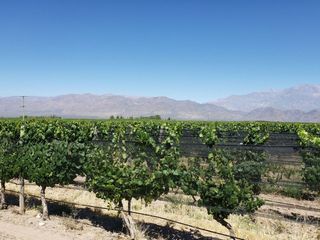 Foto 37 de MAGNIFICA FINCA EN VENTA EN ALTAMIRA VALLE DE UCO