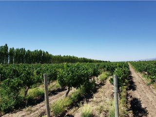 Foto 40 de MAGNIFICA FINCA EN VENTA EN ALTAMIRA VALLE DE UCO