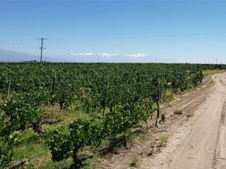 Foto 12 de MAGNIFICA FINCA EN VENTA EN ALTAMIRA VALLE DE UCO