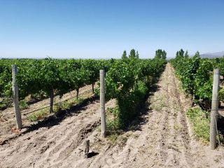 Foto 30 de MAGNIFICA FINCA EN VENTA EN ALTAMIRA VALLE DE UCO