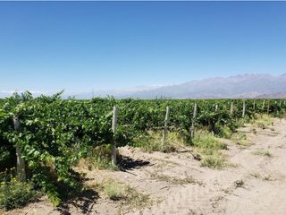 Foto 26 de MAGNIFICA FINCA EN VENTA EN ALTAMIRA VALLE DE UCO