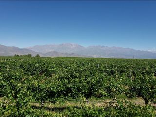 Foto 3 de MAGNIFICA FINCA EN VENTA EN ALTAMIRA VALLE DE UCO