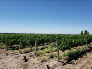 Foto 28 de MAGNIFICA FINCA EN VENTA EN ALTAMIRA VALLE DE UCO