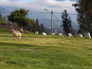 Foto 17 de POALO LATACUNGA FINCA EN VENTA 5000m2