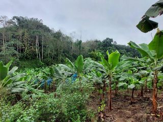 Foto 4 de Vendo Finca Productiva en Patricia Pilar 27Ha