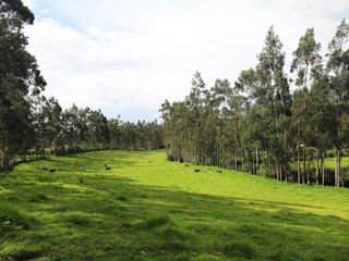 Foto 3 de Hacienda de venta en Pintag (3 Ha. a $12 c/m2)