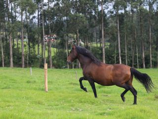Foto 5 de Hacienda de venta en Pintag (3 Ha. a $12 c/m2)