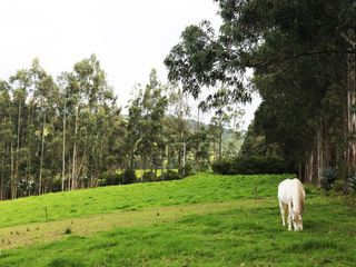 Foto 4 de Hacienda de venta en Pintag (3 Ha. a $12 c/m2)
