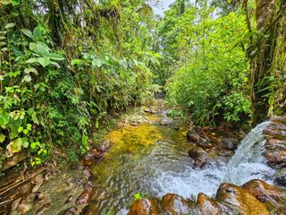 Foto 24 de En Venta Finca de 138 hectáreas, Vía Los Bancos Valle hermoso km 14