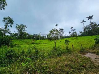 Foto 26 de En Venta Finca de 138 hectáreas, Vía Los Bancos Valle hermoso km 14