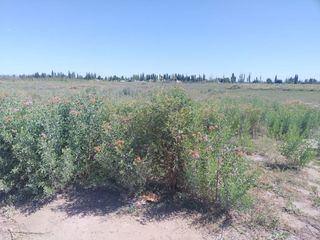 Foto 3 de Terreno 4.500 m2 Rivadavia Mendoza