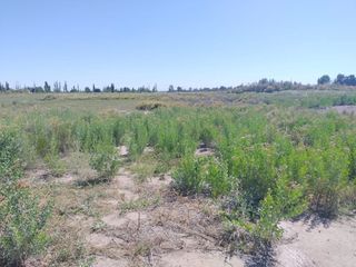 Foto 4 de Terreno 4.500 m2 Rivadavia Mendoza