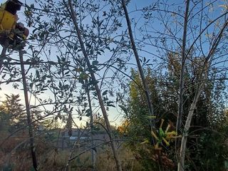 Foto 7 de Venta  Terreno en  Rodeo de la Cruz, Mendoza