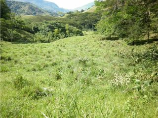 Foto 7 de VENTA LOTE TARSO, SUROESTE ANTIOQUEÑO.