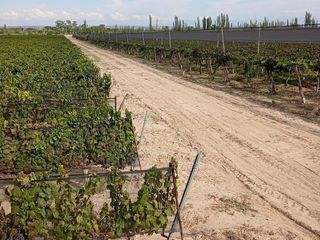 Foto 6 de Viñedo y Finca en Venta en Junin, Mendoza